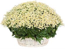 Цветочная композиция из Ромашки в корзине #REPLACE_PRED# Валдае